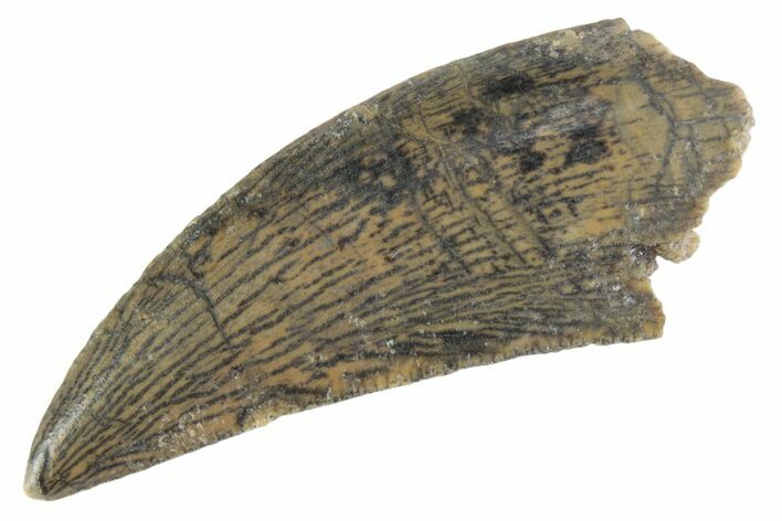 Serrated Raptor Tooth - Real Dinosaur Tooth #370396